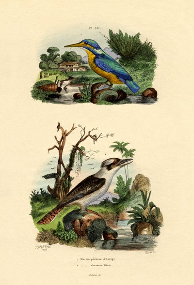 Kingfisher by French School